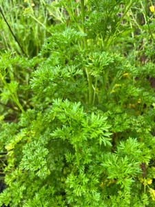 Parsley Macas Green Fam