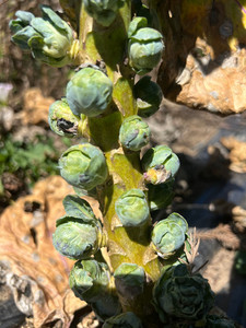 Brussel Sprouts Macas Green Fam