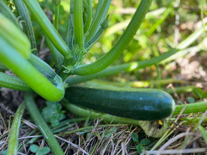 Courgette Macas Green Fam