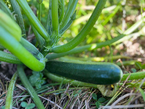 Products: Courgette Macas Green Fam