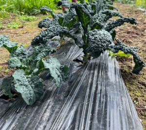 Products: Nero Kale Macas Green Fam