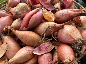 Products: Shallots Macas Green Fam