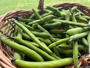 Products: Broad Beans Macas Green Fam