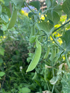 Products: Sugar Snap Peas Macas Green Fam