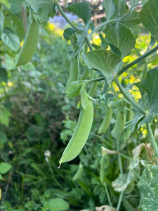 Products: Sugar Snap Peas Macas Green Fam