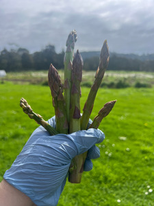 Products: Asparagus Macas Green Fam