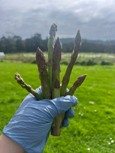 Products: Asparagus Macas Green Fam