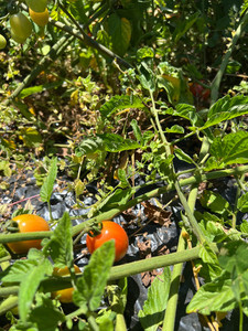 Products: Cherry Tomatoes (Outdoor grown) Macas Green Fam