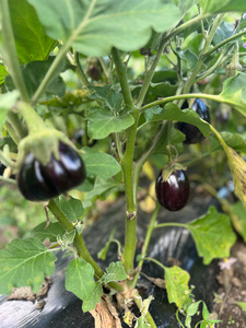 Black Beauty/Heirloom (Outdoor grown) Macas Green Fam