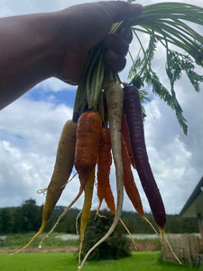 Products: Rainbow Carrot Bunch Macas Green Fam
