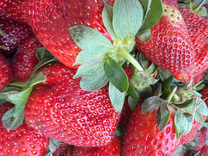 Products: Strawberry Macas Green Fam