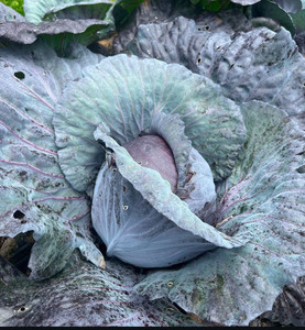 Products: Red Cabbage Macas Green Fam