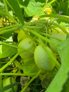 Apple Cucumber Macas Green Fam