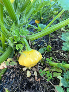 Sunbeam courgette Macas Green Fam