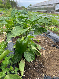 Products: Green Capsicum Macas Green Fam