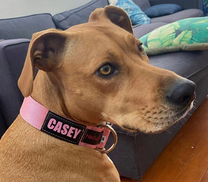 Personalised Dog Collar in Pink