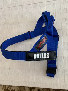 Products: Personalised Dog Collar in Royal Blue