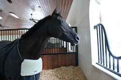 Equifit: EquiFit BlanketBib