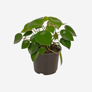 Gifts For The Gardener: Peperomia Raindrop
