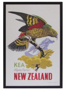 New Zealand Vintage Travel Poster “Kea”