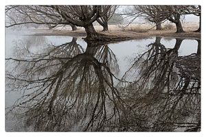 Limited edition prints: “Willow Reflection” Limited Edition Giclee by Stuart Clook