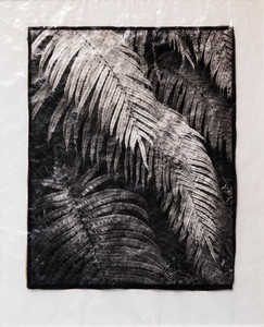 Photography: “Kiokio Fern” Photographic Print by Stuart Clook