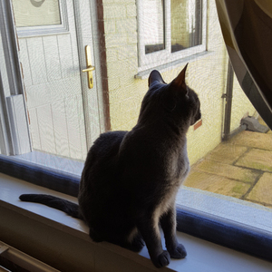 Products: Window Mesh For Cats & Save NZ Wide Delivery