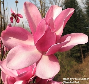 Products: Magnolia Aurora – Magnolia Grove