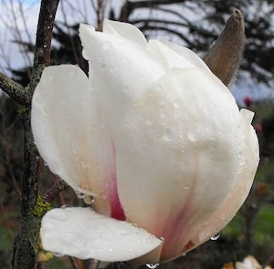 Magnolia Billowing Cloud – Magnolia Grove