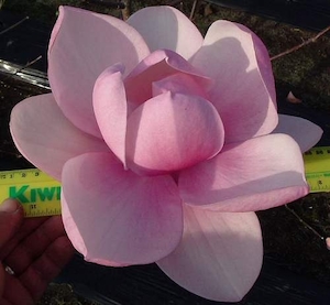 Magnolia Brixton Belle – Magnolia Grove