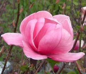 Magnolia Brixton Salmon – Magnolia Grove