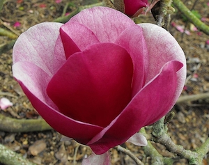 Products: Magnolia Cameo – Magnolia Grove