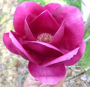 Magnolia Cleopatra – Magnolia Grove