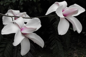 Products: Magnolia Cook Splendour – Magnolia Grove