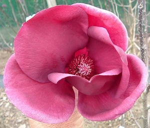 Magnolia Deryk – Magnolia Grove