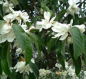 Products: Magnolia doltsopa Silver Cloud (Michelia) – Magnolia Grove