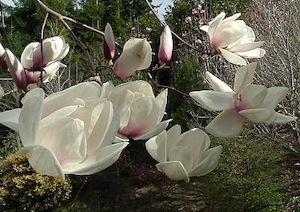 Products: Magnolia Fiona – Magnolia Grove