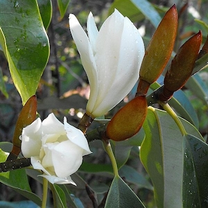 Magnolia 904 (Michelia) – Magnolia Grove