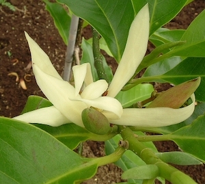 Magnolia alba (Michelia) – Magnolia Grove
