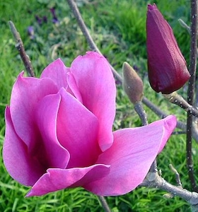 Products: Magnolia Amethyst Flame – Magnolia Grove