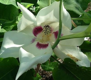 Products: Magnolia ashei – Magnolia Grove