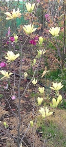 Magnolia Butterflies – Magnolia Grove