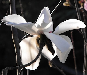 Products: Magnolia campbellii alba Caerhay’s Clone – Magnolia Grove