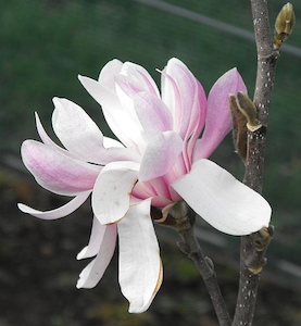 Products: Magnolia Centennial – Magnolia Grove