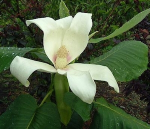 Magnolia dealbata – Magnolia Grove