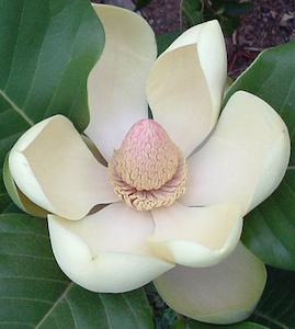 Products: Magnolia delavayi – Magnolia Grove