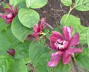 Calycanthus Hartlage Wine – Magnolia Grove