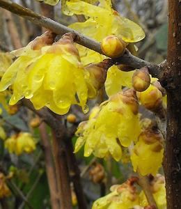 Chimonanthus praecox Luteus – Magnolia Grove
