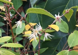 Products: Chimonanthus salicifolius – Magnolia Grove