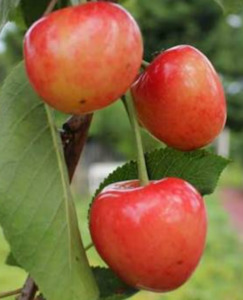Fruiting Cherry ‘Tangshi’ – Magnolia Grove
